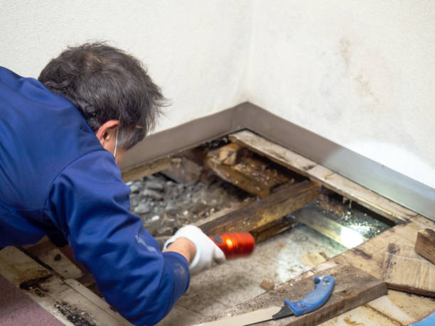 Best Attic Mold Removal  in , SC