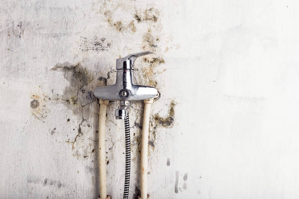 Best Professional Mold Removal  in , SC