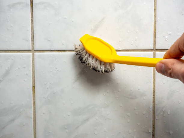 Best Mold Damage Repair  in , SC