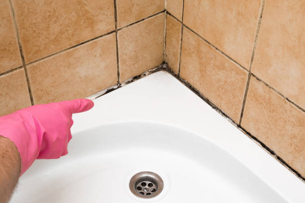 Best Residential Mold Removal  in , SC